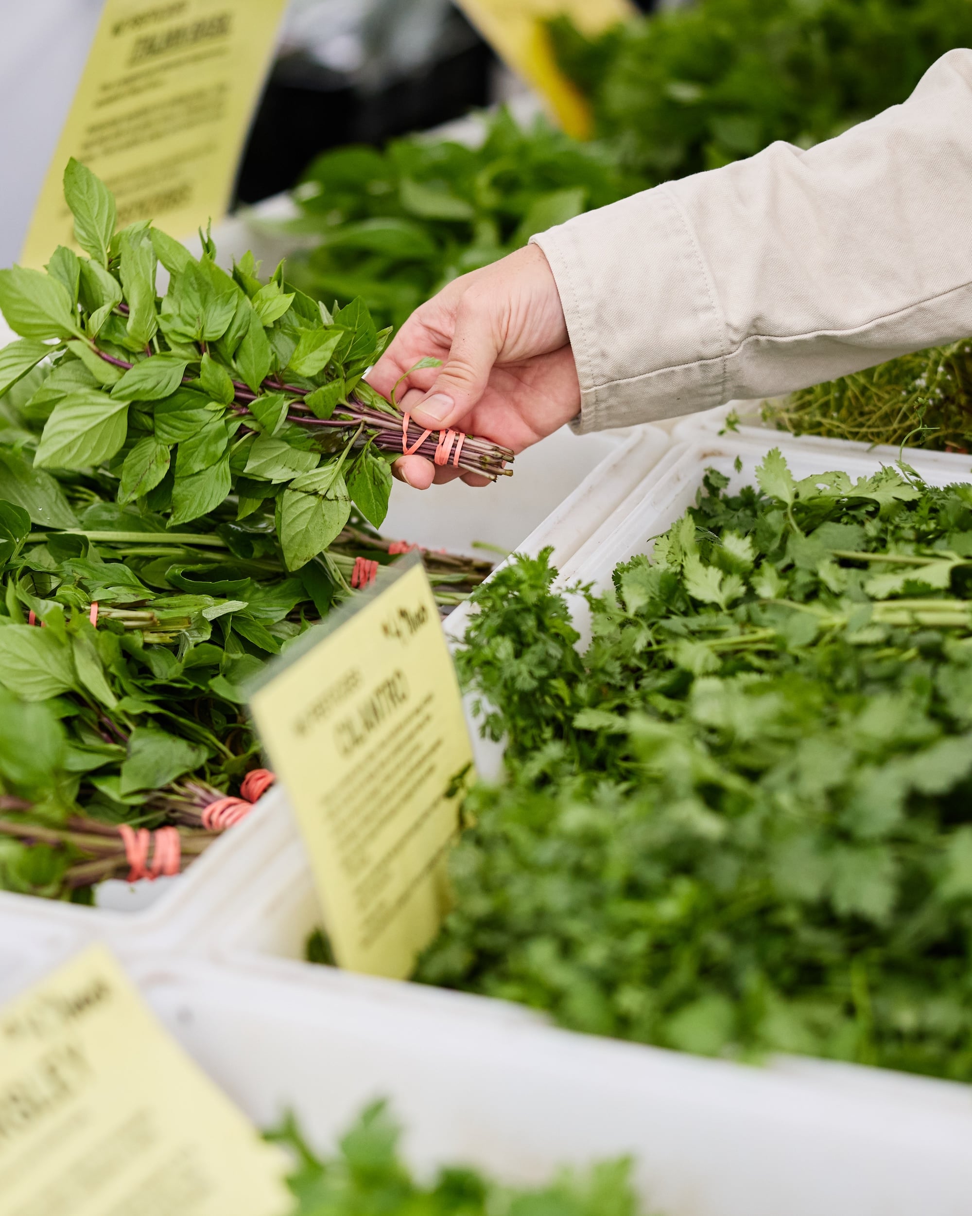 Selecting herbs at the market