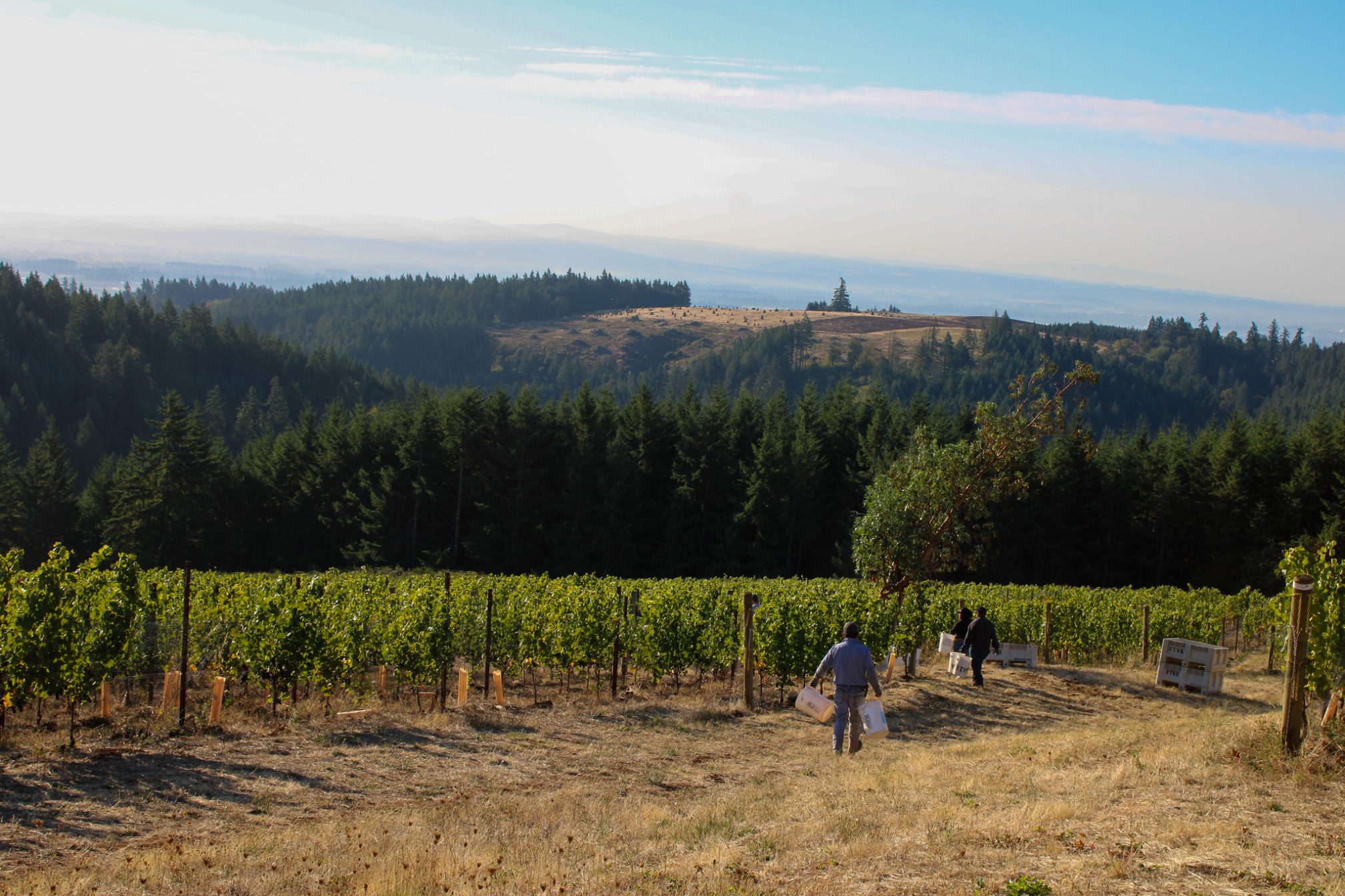 Audeant Wines vineyard in Oregon’s Willamette Valley